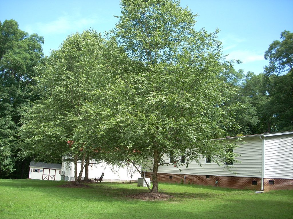 river birch.jpg