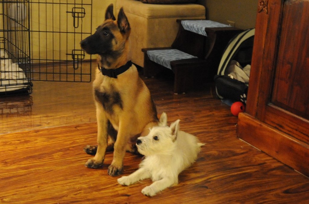Ginger and Fiona.jpg