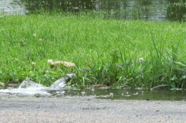 190705 001 another rainy morning 002.jpg