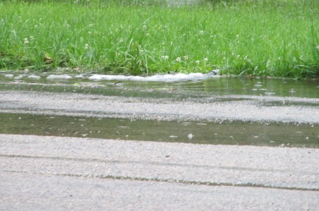 190709 003 another rainy morning 002a.jpg