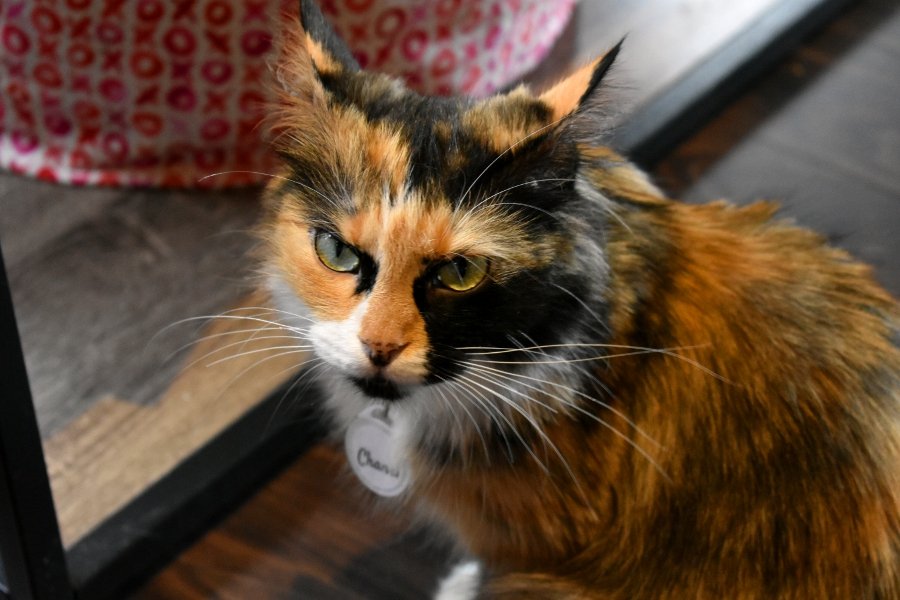 cat1.JPG