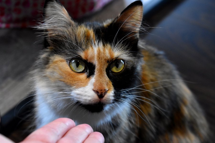 cat2.JPG