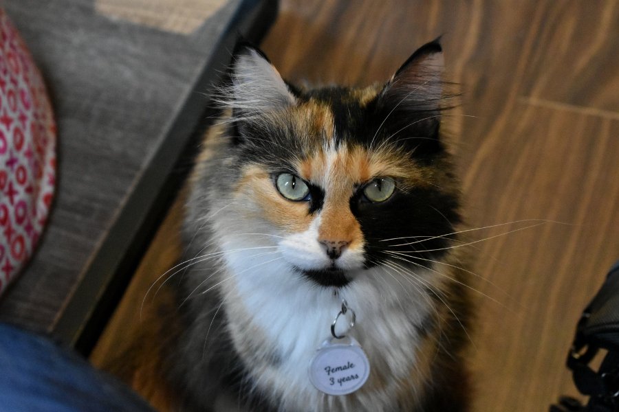 cat4.JPG