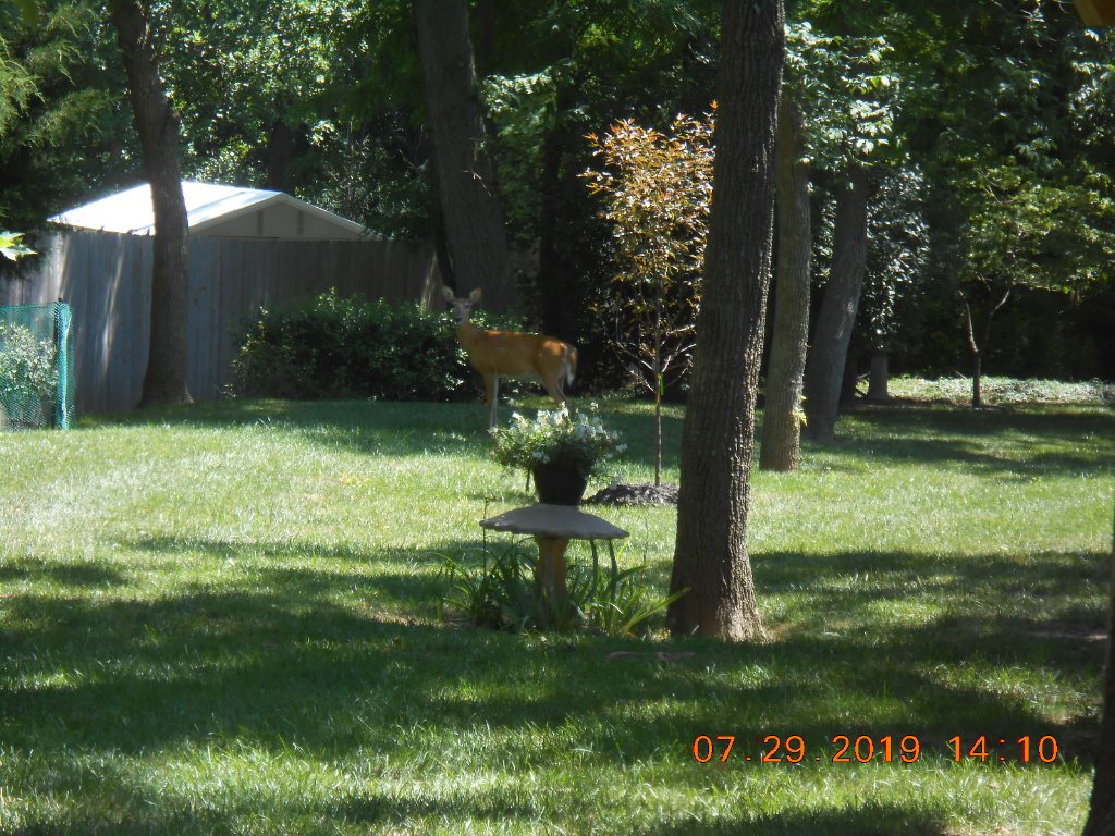 Mama Doe_3326.JPG