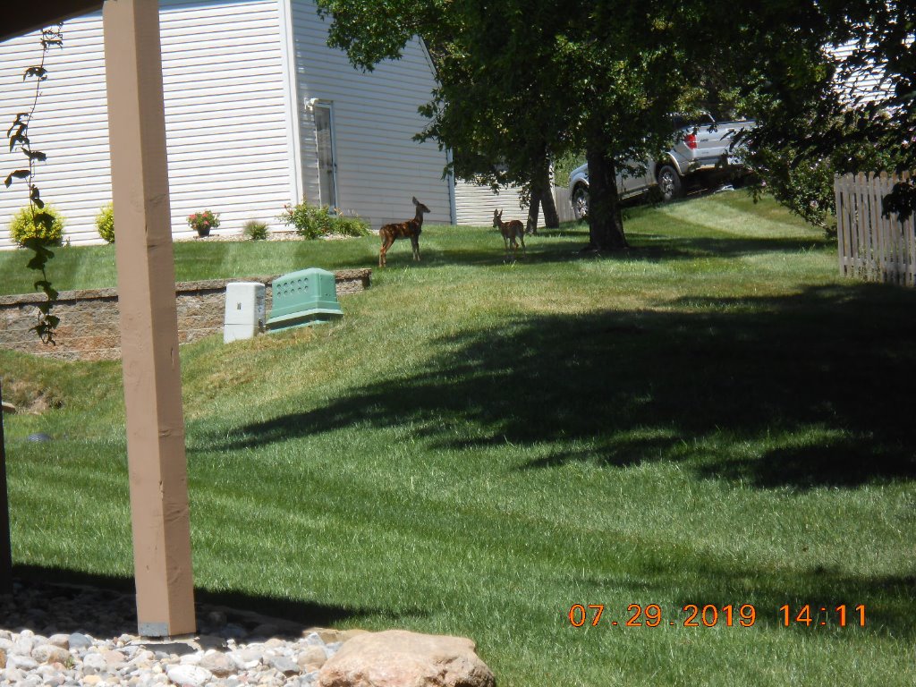 Fawns_3327.JPG