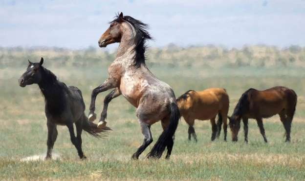Wild Horses_AP news photo.jpg