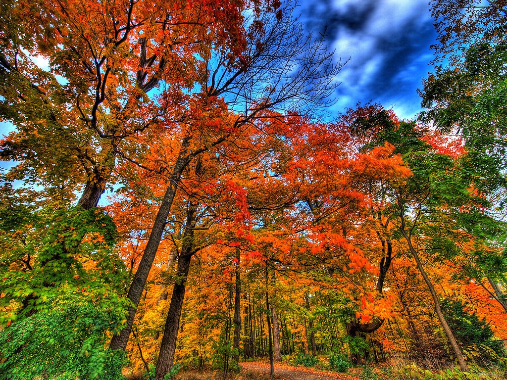 fall.jpg