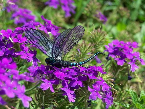 dragonfly realistic.jpg