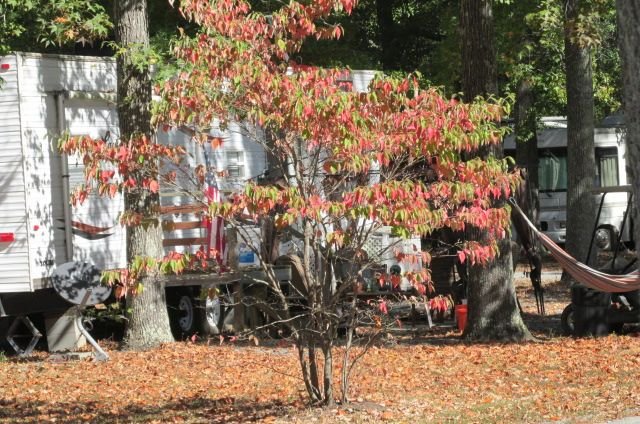 191011 002 fall color 001.jpg