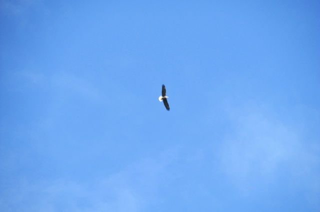 191012 006 eagle 001.jpg