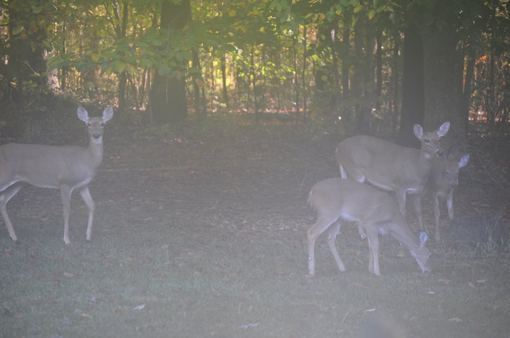 shot thru the front door.jpg