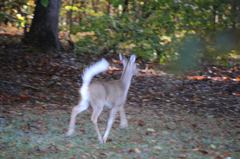 tail wave.jpg