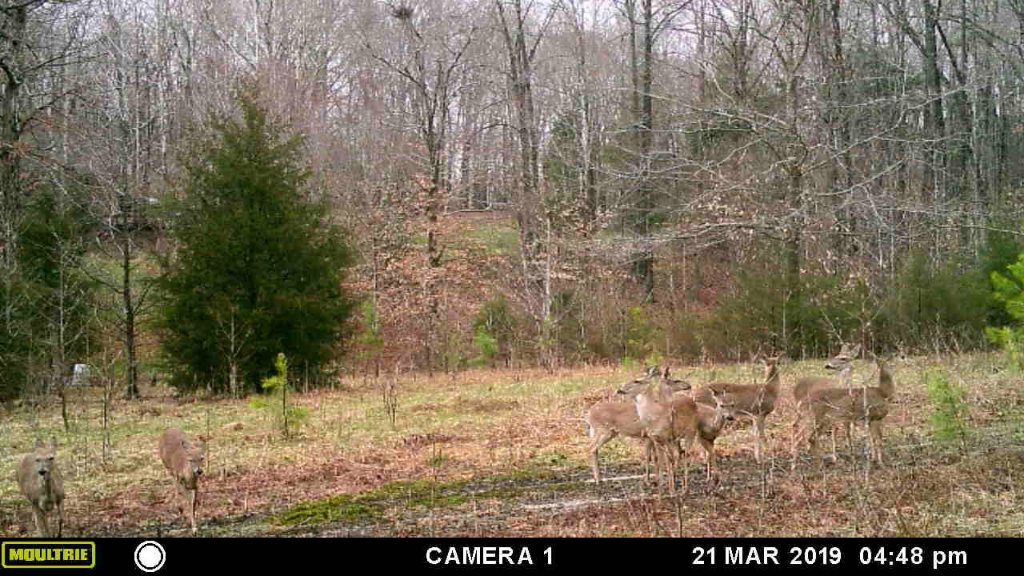 deer herd.jpg