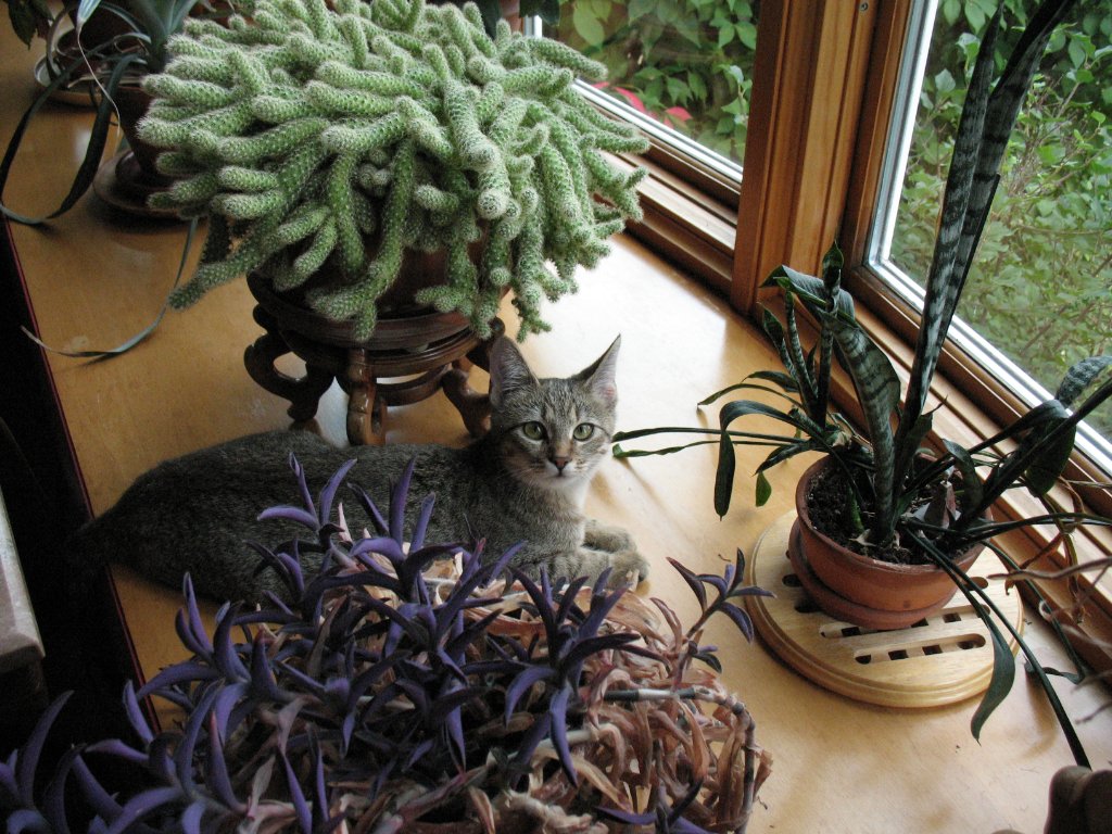 Paige as a kitten