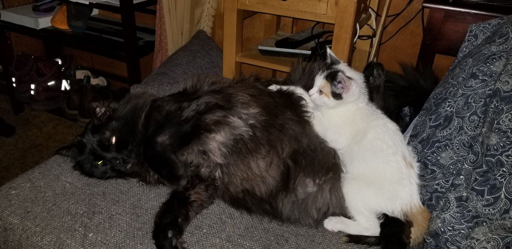 cats3.jpg