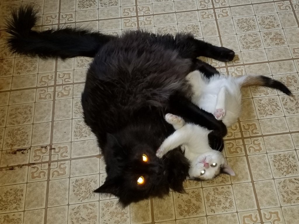 cats2a.jpg