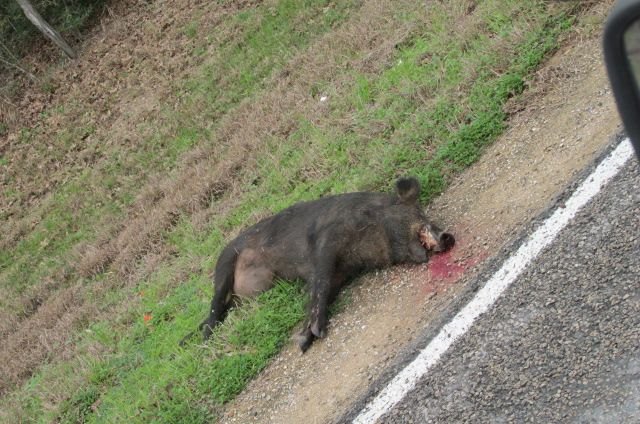 200217 001 dead hogs right outside the CG 002.jpg