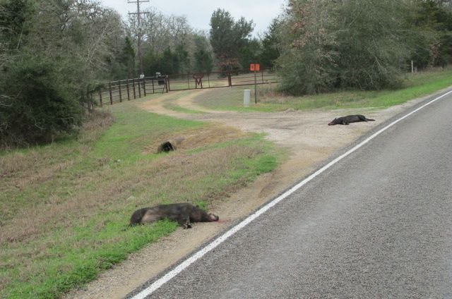 200217 001 dead hogs right outside the CG 001.jpg