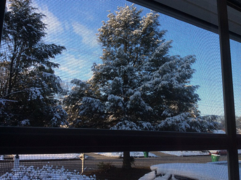 snow feb. 21 2020.jpg