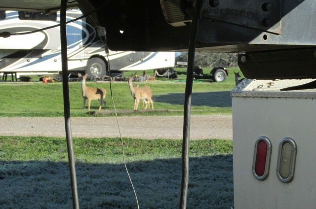 200227 001 morning deer 006.jpg