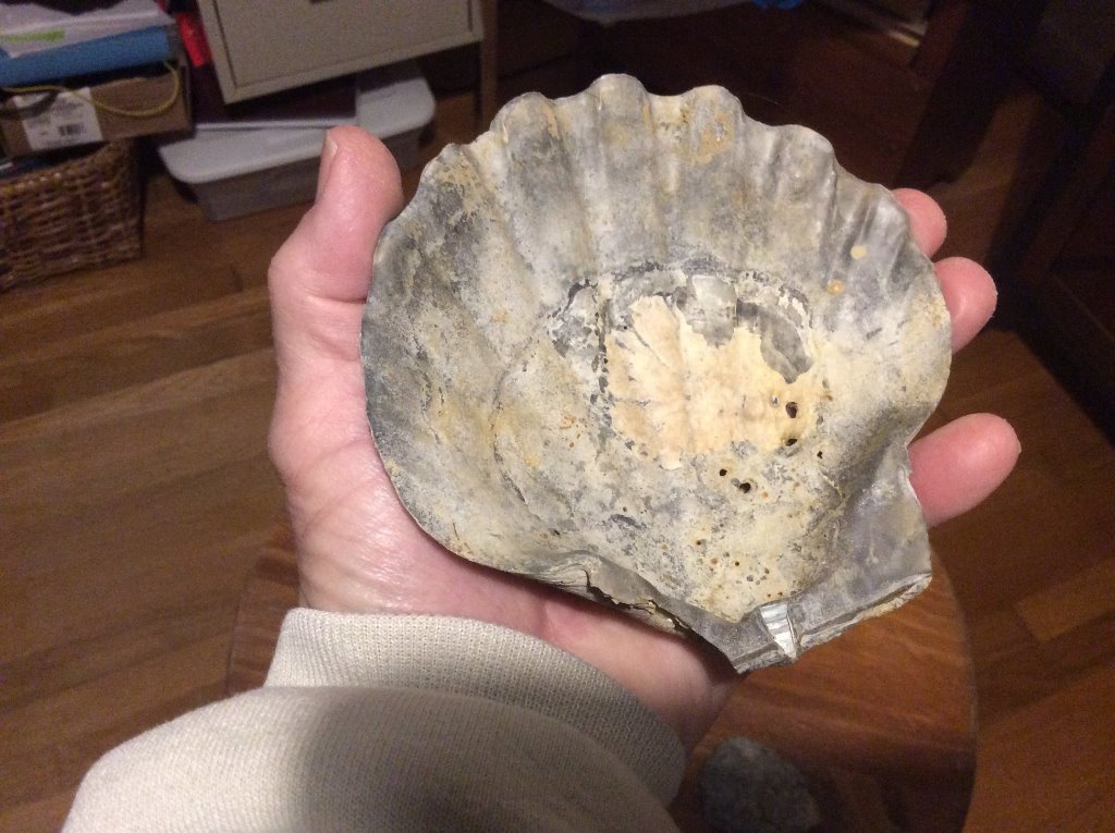scallop shell size of hand.jpg