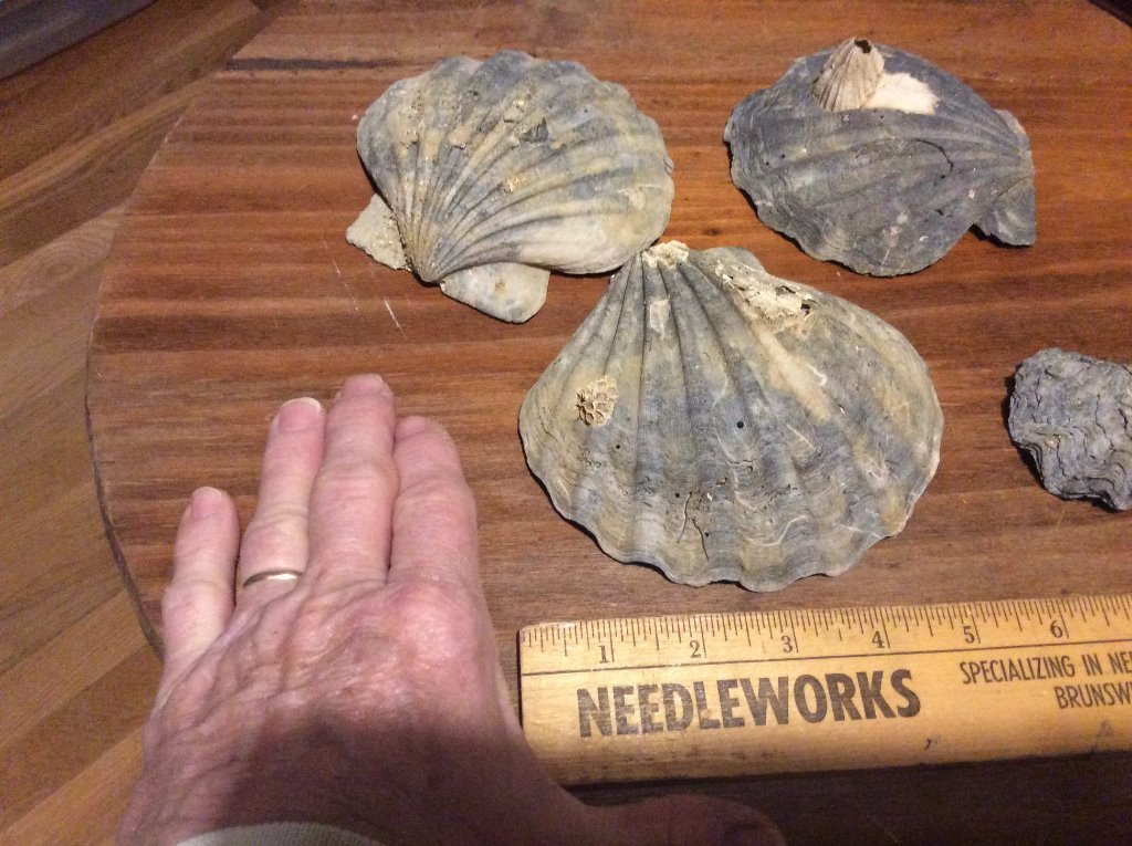 scallop fossils found in dirt pile.jpg