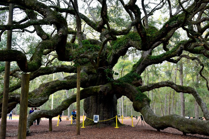 angeloak.jpg