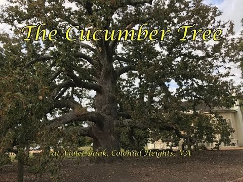 cucumber tree.jpg