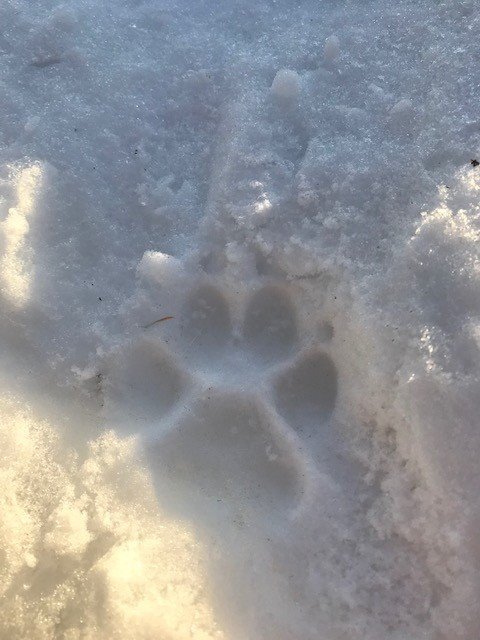 Coyote track in yeasterdays trail.jpg