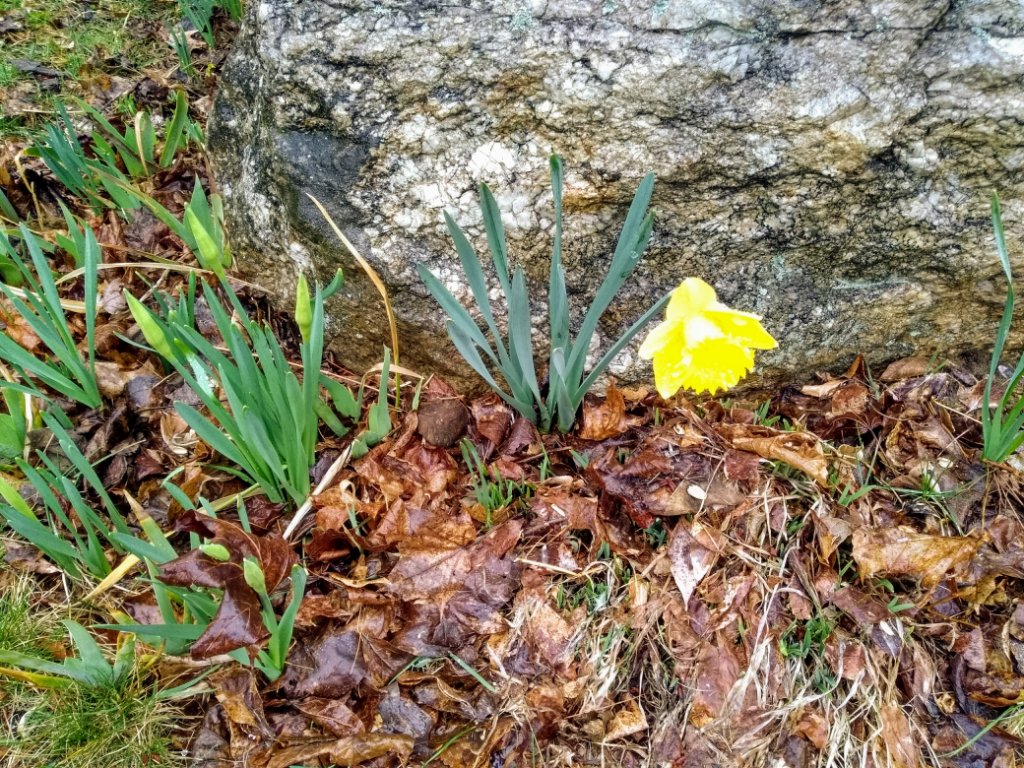 Daffodil Bloom 2020
