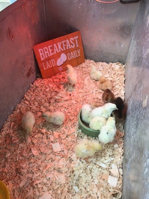 chicks.jpg