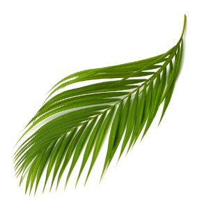 fresh-palm.jpg