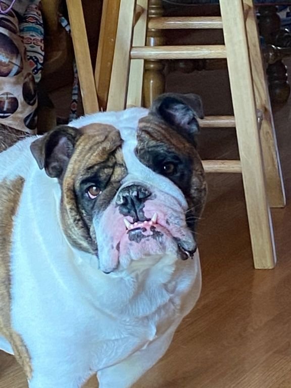 dog1.jpg