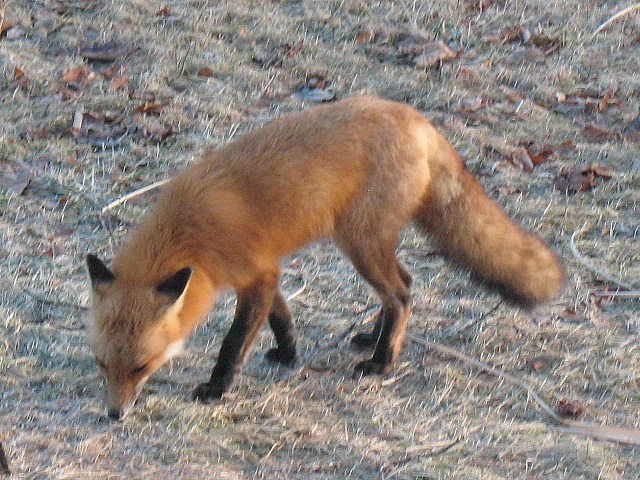 Such a beautiful creature!!!