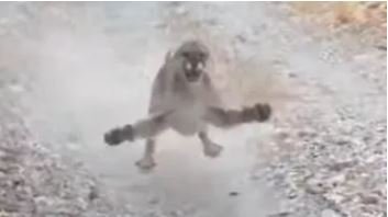 Cougar Followed Him for Six Minutes
