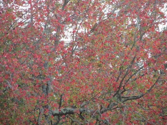 201022 007 color 002.jpg