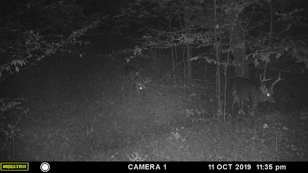 are these elk.jpg