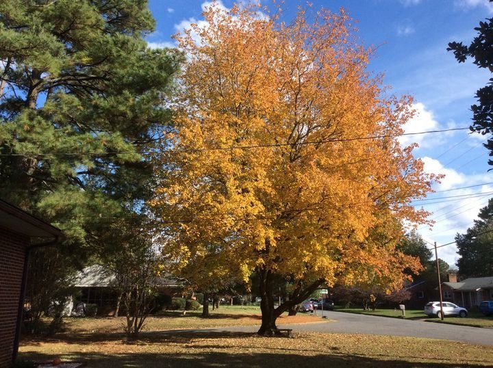 maple tree Fall 2020.jpg