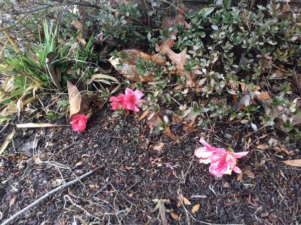 azalea late cold december bloom 2020.jpg