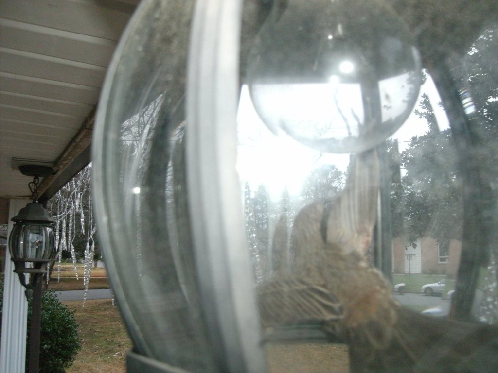 New Years bird hang over.jpg