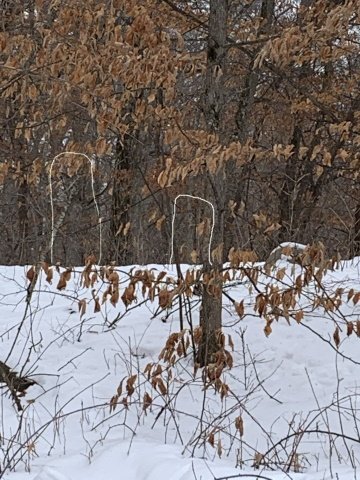 Deer camo2.jpg