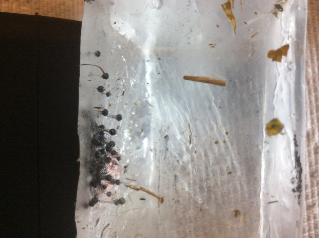 close up of 12 shot penetration prime only.jpg