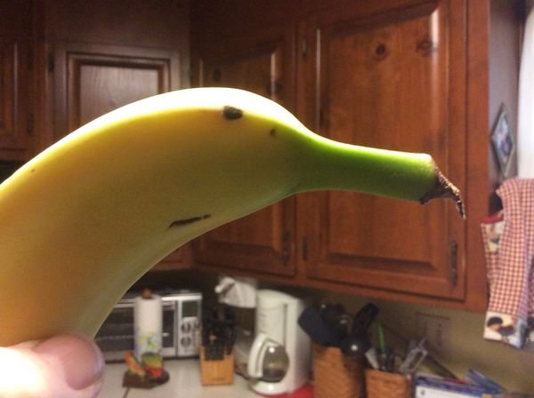 banana goose.jpg