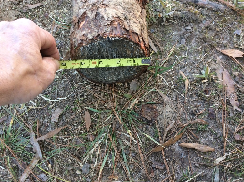 large pine root..jpg
