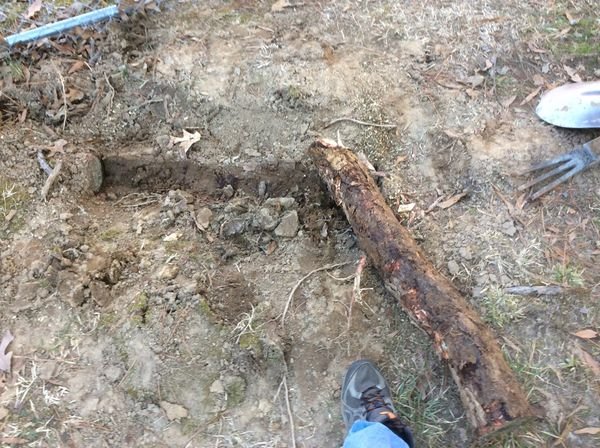 digging up roots.jpg