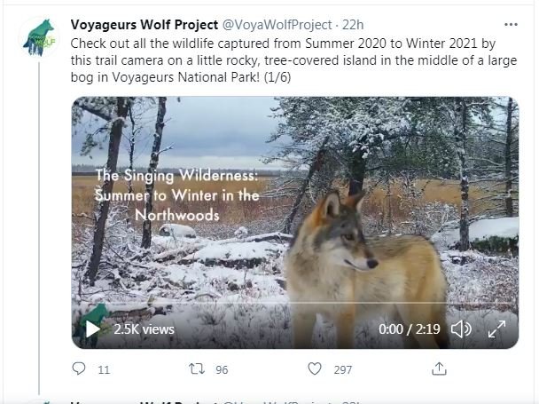 Voyageurs Wolf Project.JPG
