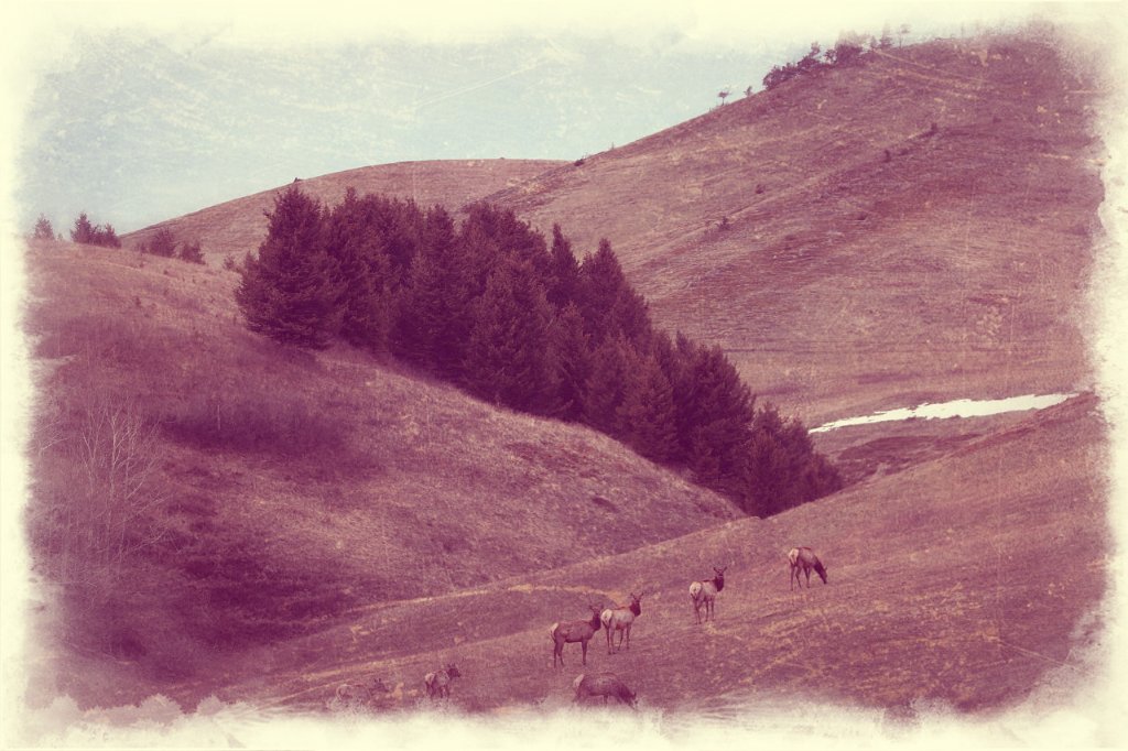 March 6th Elk 2.jpg