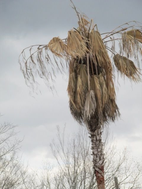210309 001 after 1 week of record cold 002a.jpg