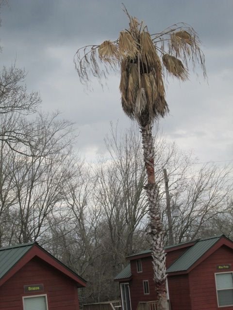 210309 001 after 1 week of record cold 002.jpg