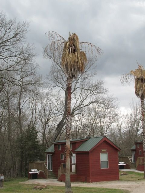 210309 001 after 1 week of record cold 001.jpg